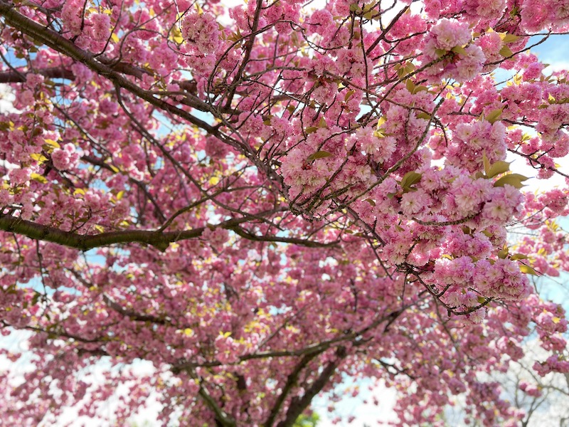 Cherry Blossom at McFarland house at Niagara Parks