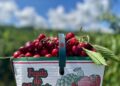 Ontario Cherry Picking