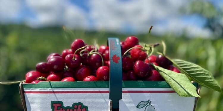 Ontario Cherry Picking