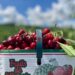 Ontario Cherry Picking