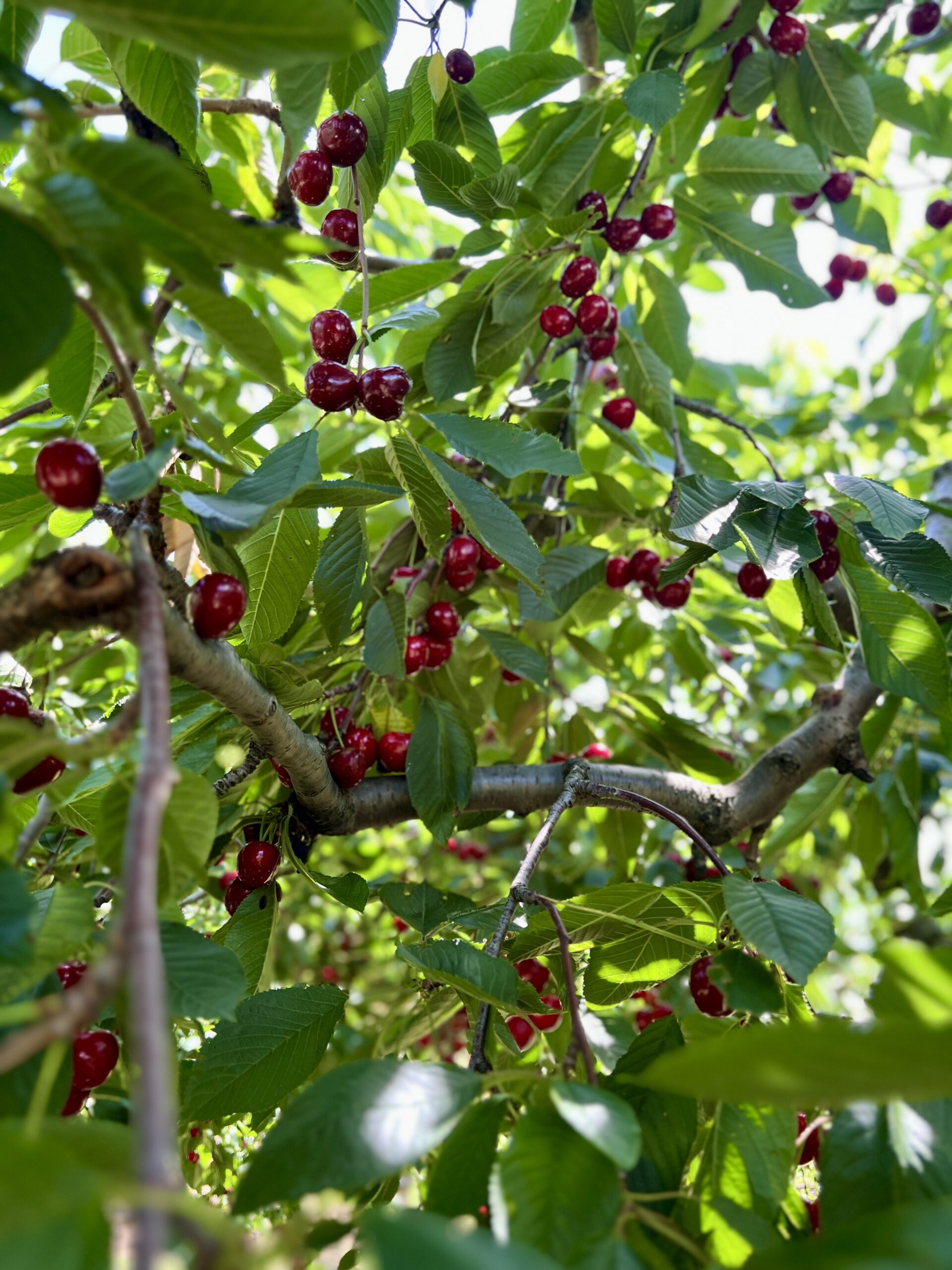 Ontario Cherry Tree