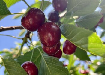 Pick Your Own Cherry