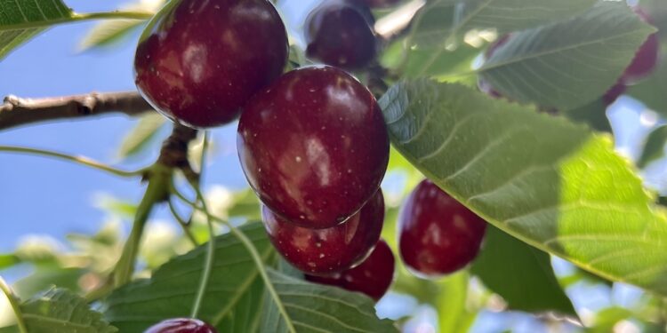 Pick Your Own Cherry
