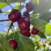 Pick Your Own Cherry