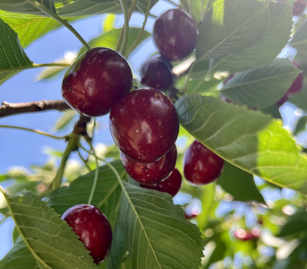 Pick Your Own Cherry